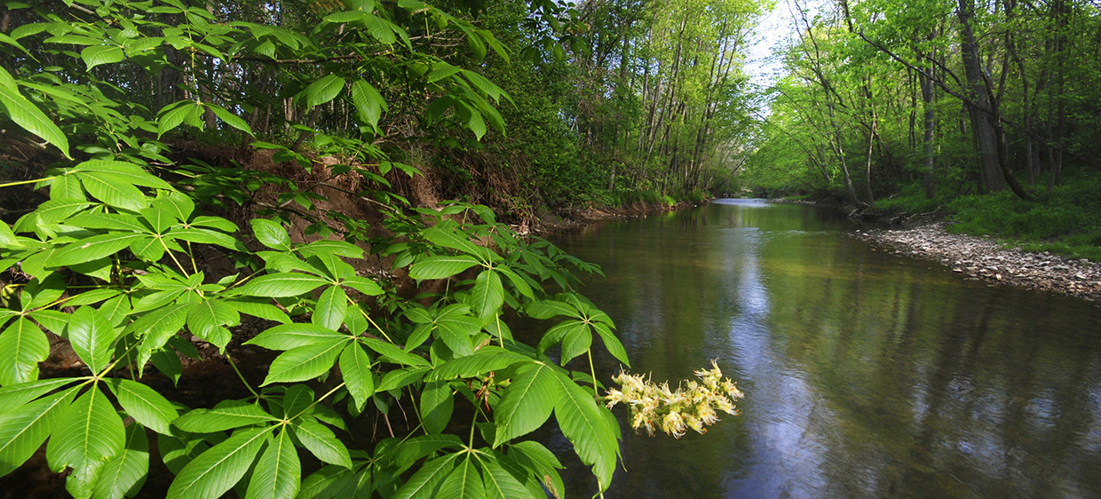 A river with lush plants along it